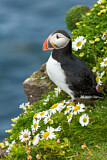 Image. Atlantic Puffin