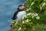 Image. Atlantic Puffin