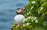 Image. Atlantic Puffin