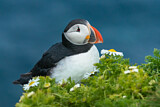 Image. Atlantic Puffin