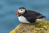 Image. Atlantic Puffin