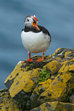 Image. Atlantic Puffin