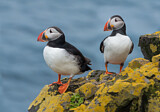 Image. Atlantic Puffin
