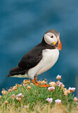 Image. Atlantic Puffin
