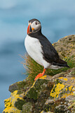 Image. Atlantic Puffin