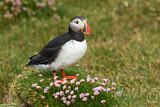 Image. Atlantic Puffin