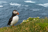 Image. Atlantic Puffin