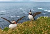 Image. Atlantic Puffin