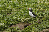 Image. Atlantic Puffin