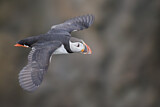 Image. Atlantic Puffin