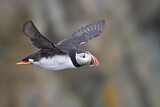 Image. Atlantic Puffin