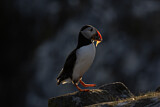Image. Atlantic Puffin