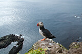 Image. Atlantic Puffin