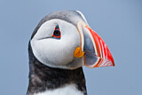 Image. Atlantic Puffin