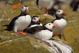 Image. Atlantic Puffin
