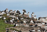 Image. Atlantic Puffin