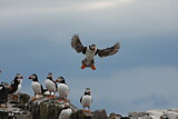 Image. Atlantic Puffin