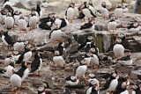 Image. Atlantic Puffin