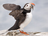 Image. Atlantic Puffin