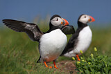 Image. Atlantic Puffin