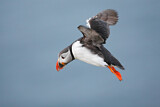 Image. Atlantic Puffin
