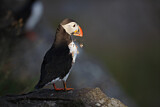 Image. Atlantic Puffin