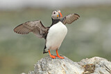 Image. Atlantic Puffin