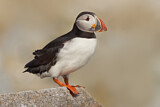 Image. Atlantic Puffin