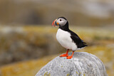Image. Atlantic Puffin