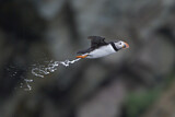 Image. Atlantic Puffin
