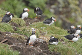 Image. Atlantic Puffin