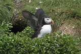 Image. Atlantic Puffin