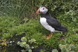 Image. Atlantic Puffin