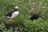 Image. Atlantic Puffin