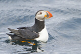 Image. Atlantic Puffin