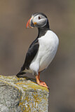 Image. Atlantic Puffin