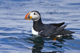 Image. Atlantic Puffin