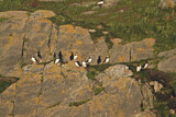 Image. Atlantic Puffin