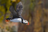 Image. Atlantic Puffin