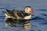Image. Atlantic Puffin