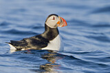 Image. Atlantic Puffin