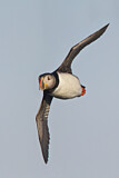 Image. Atlantic Puffin