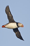 Image. Atlantic Puffin