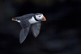 Image. Atlantic Puffin