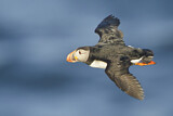 Image. Atlantic Puffin
