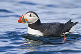 Image. Atlantic Puffin