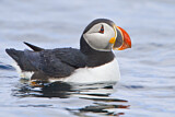 Image. Atlantic Puffin