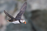 Image. Atlantic Puffin