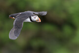 Image. Atlantic Puffin