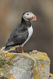 Image. Atlantic Puffin